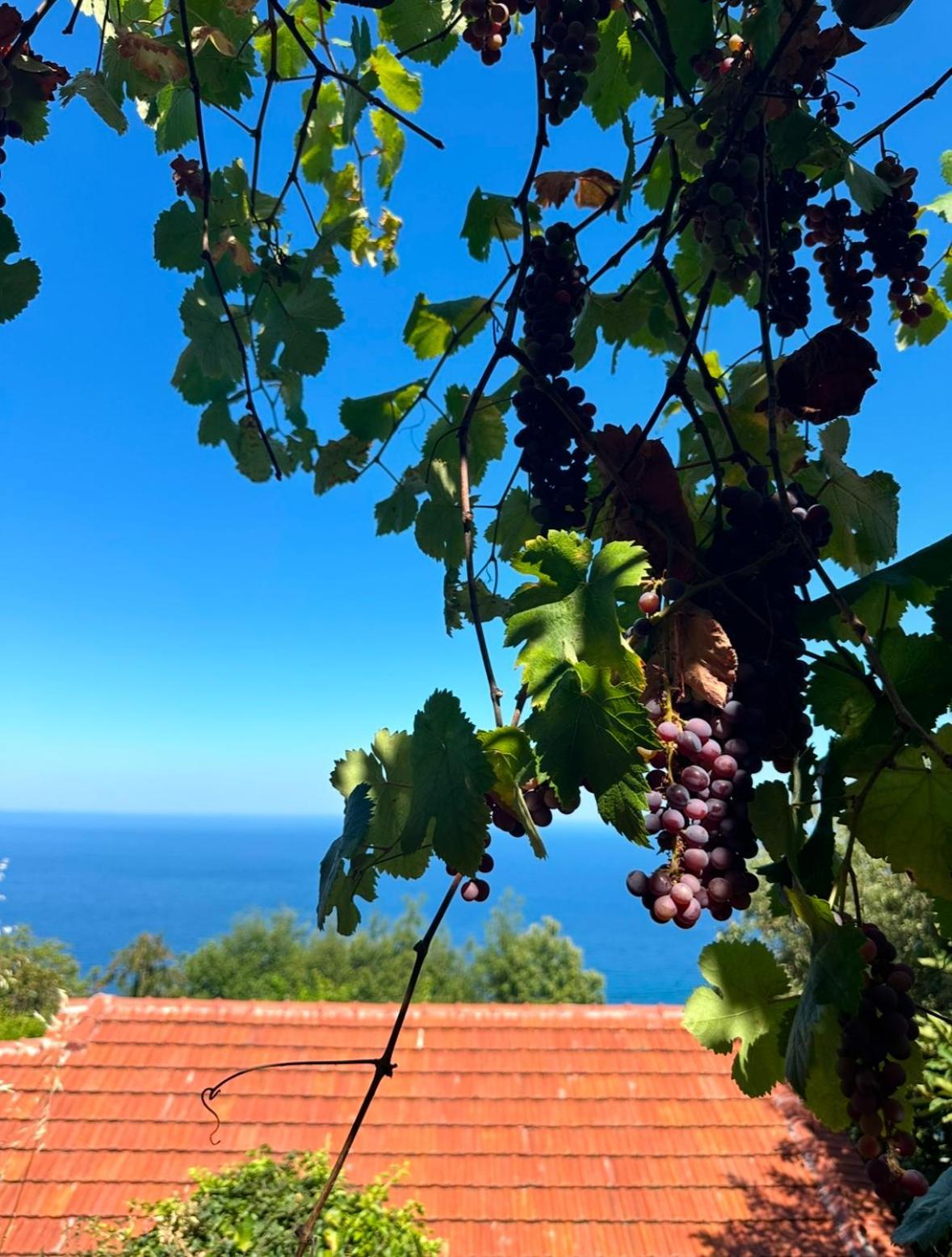 Apartamento Om Living Pelion Áyios Dhimítrios Exterior foto